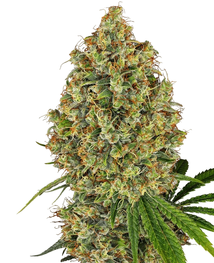 AK-420 – Produktansicht