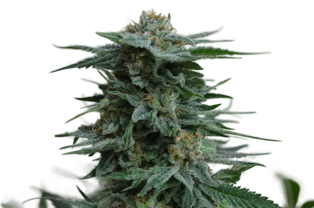AK Kush – Produktansicht