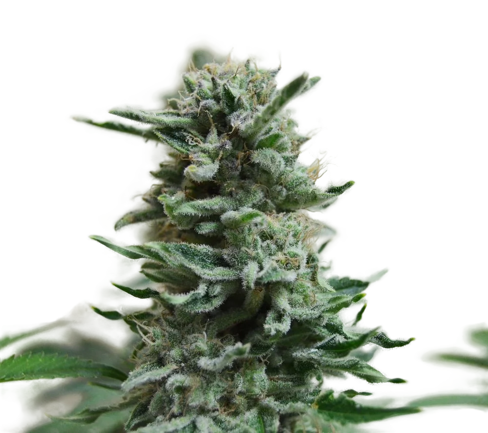 AK Skunk Auto – Produktansicht
