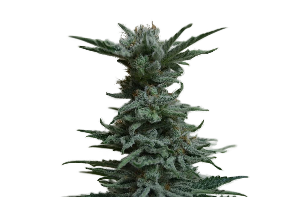 AK Skunk – Produktansicht