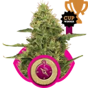 Northern Light | PHOTOFEM | Royal Queen Seeds