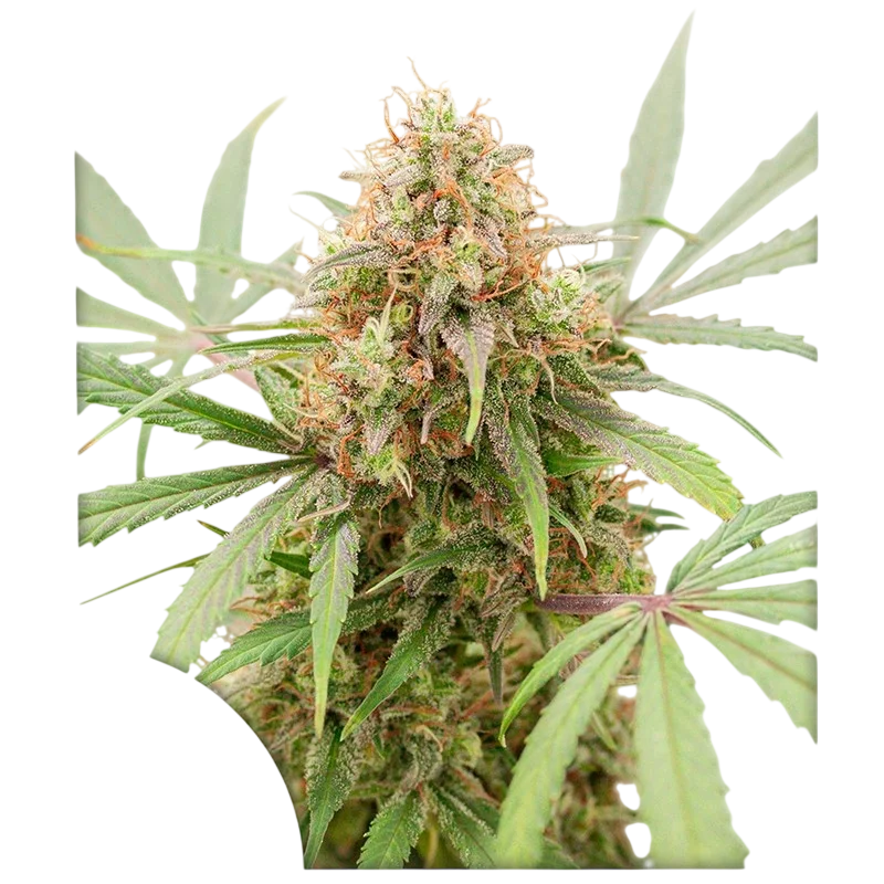 AK Triple Haze Auto – Produktansicht