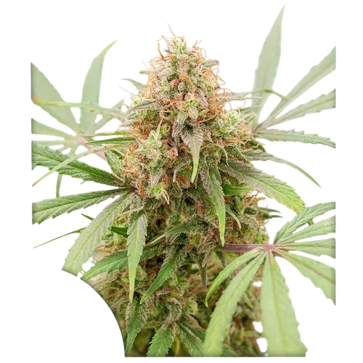 AK Triple Haze Auto