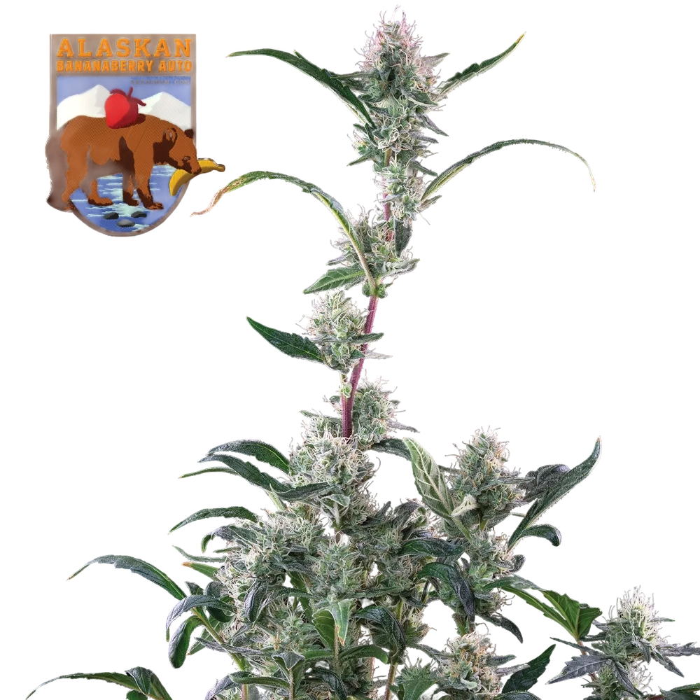 Alaskan Bananaberry Auto – Produktansicht