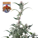 Alaskan Bananaberry Auto | AUTOFEM | Seedsman