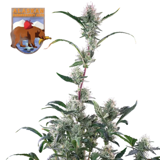 Alaskan Bananaberry Auto