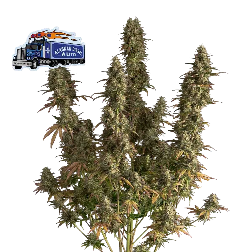 Alaskan Diesel Auto | AUTOFEM | Seedsman