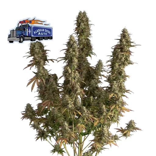 Alaskan Diesel Auto
