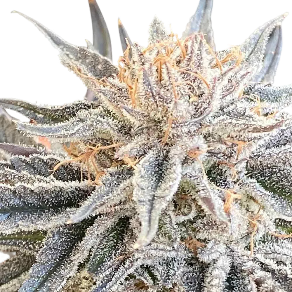 Alaskan Do-Si-Dos | PHOTOFEM | Seedsman