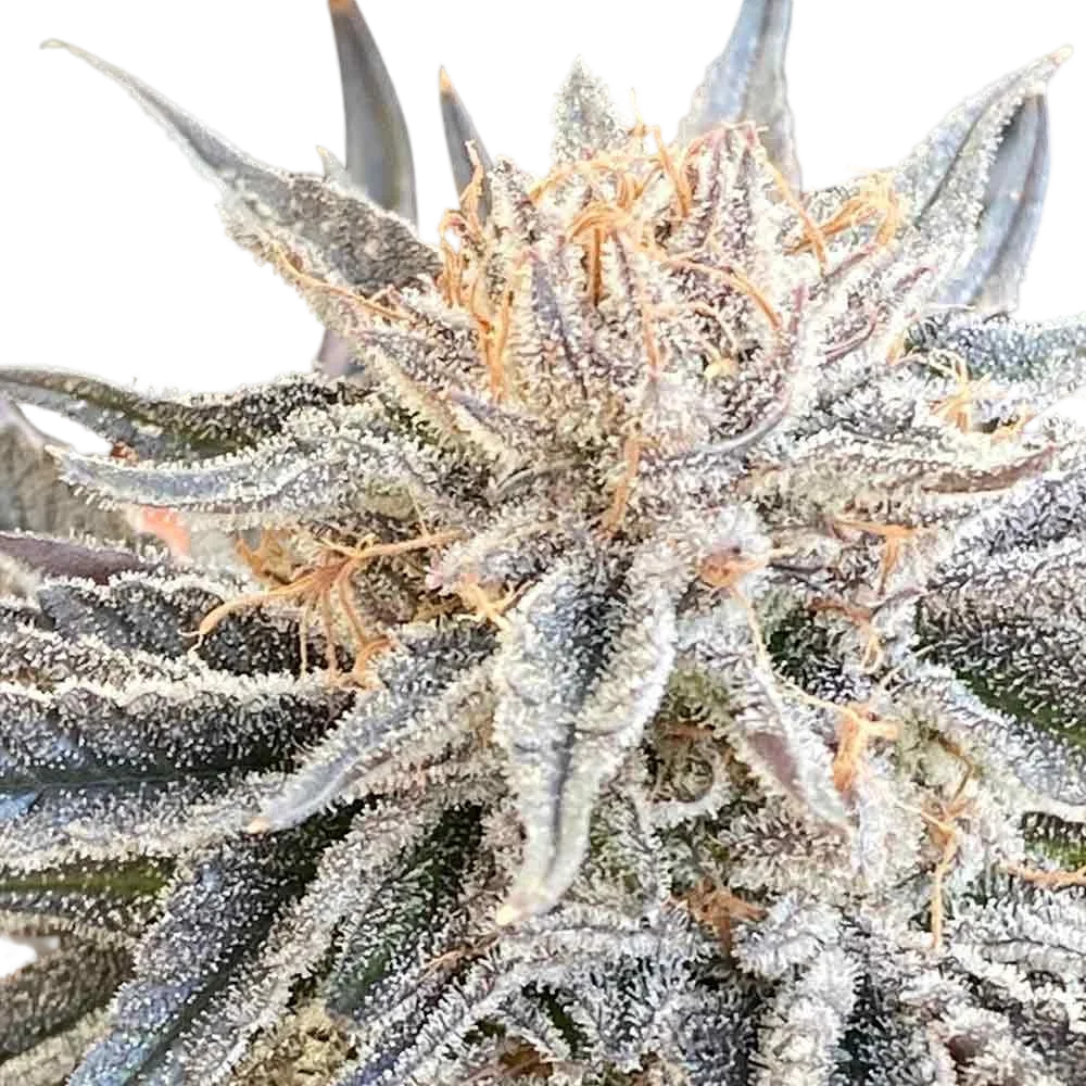 Alaskan Do-Si-Dos – Produktansicht