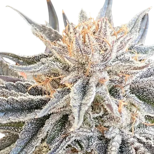 Alaskan Do-Si-Dos