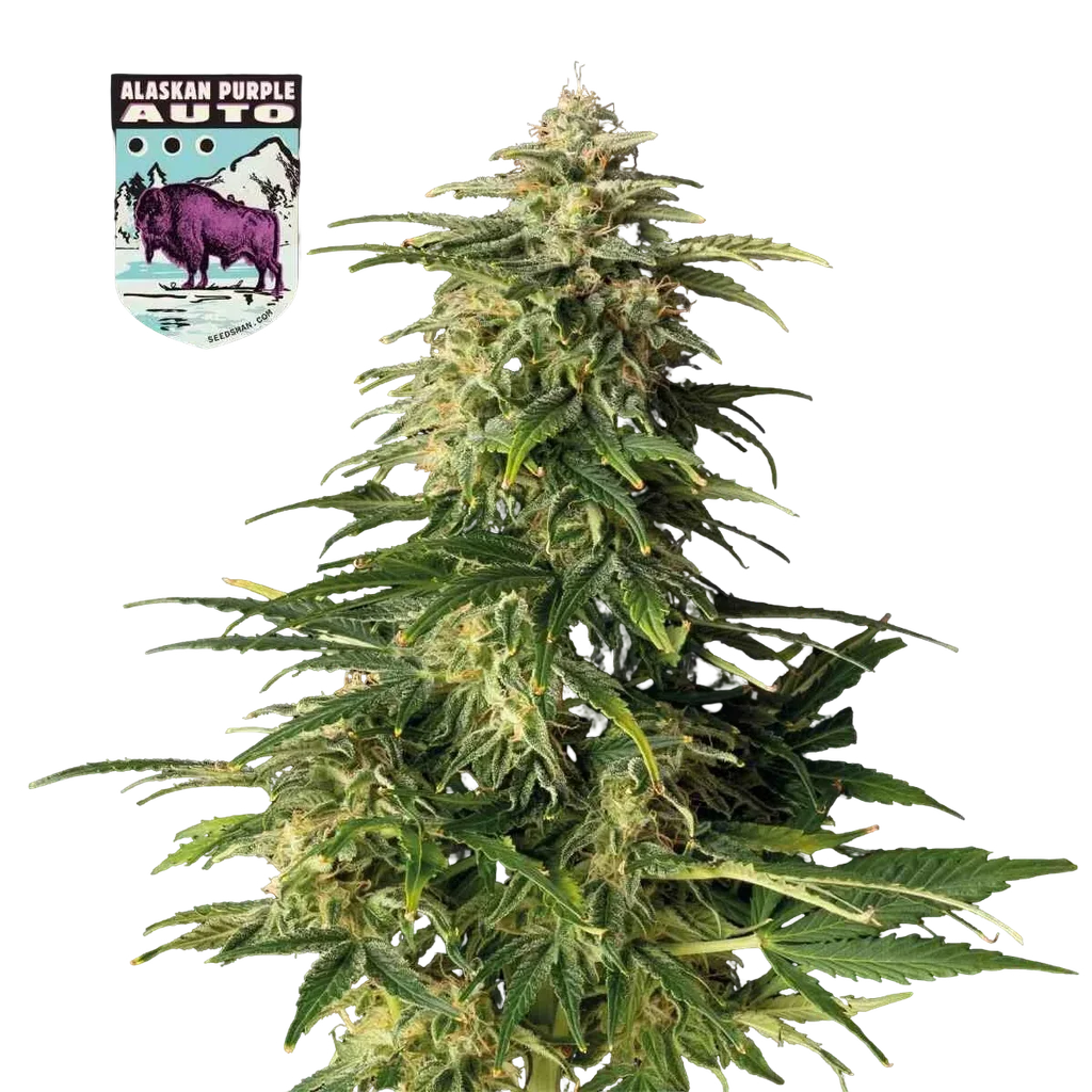 Alaskan Purple Auto – Produktansicht
