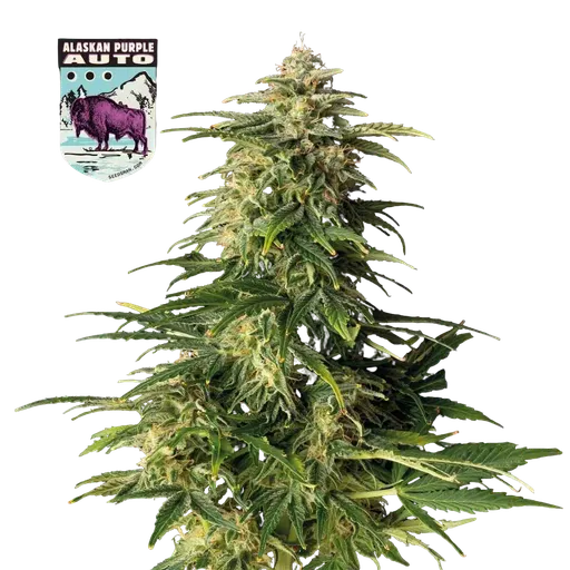 Alaskan Purple Auto