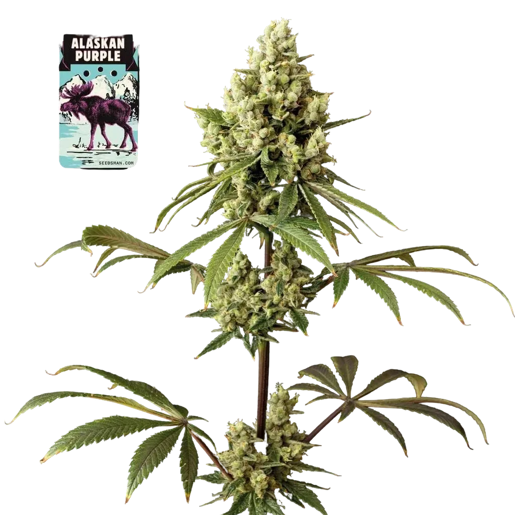 Alaskan Purple – Produktansicht
