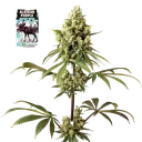 Alaskan Purple | PHOTOFEM | Seedsman