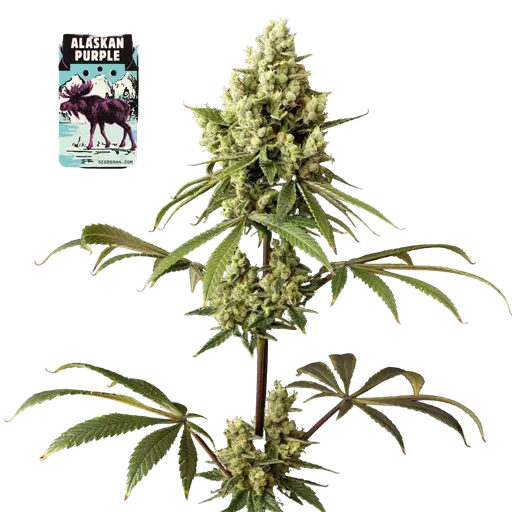 Alaskan Purple