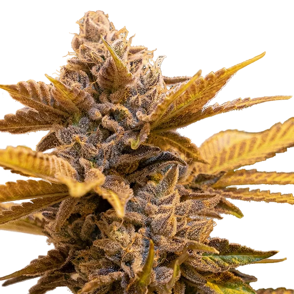 Alien Candy Kush FAST – Produktansicht