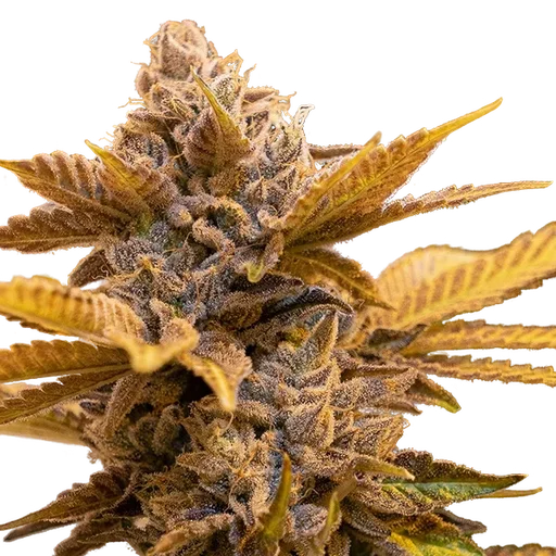 Alien Candy Kush FAST