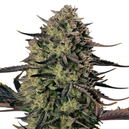 Alien Gas XXL Auto | AUTOFEM | Silent Seeds