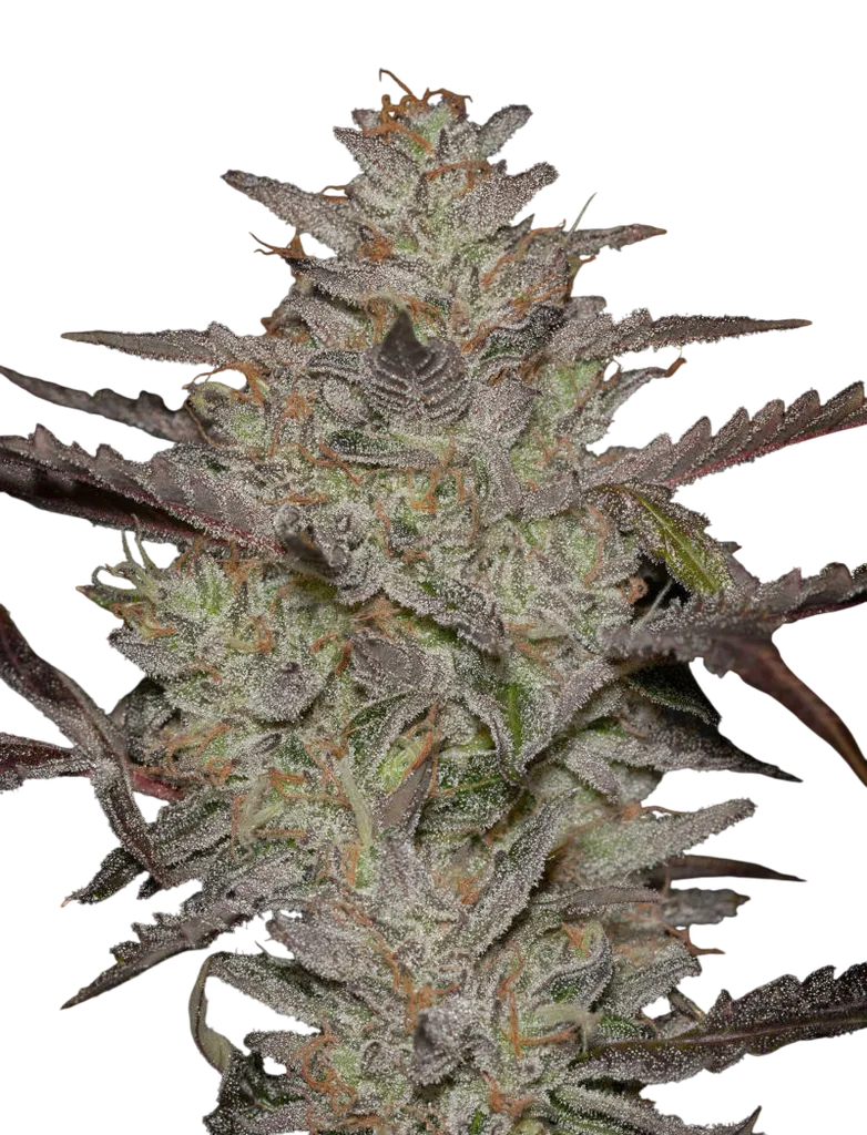 Alienz Auto | AUTOFEM | Greenhouse Seed Co.