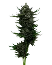 All Gas OG Auto | AUTOFEM | Humboldt Seed Co.