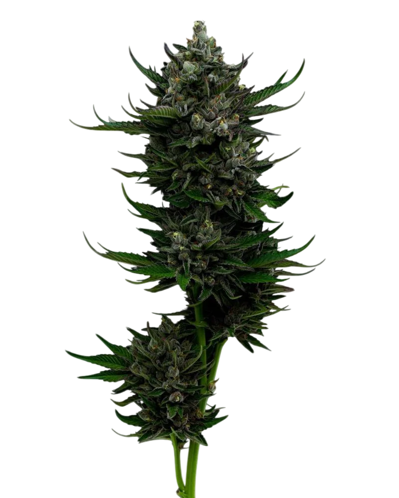 All Gas OG | PHOTOFEM | Humboldt Seed Co.