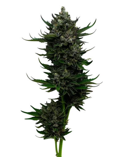 All Gas OG