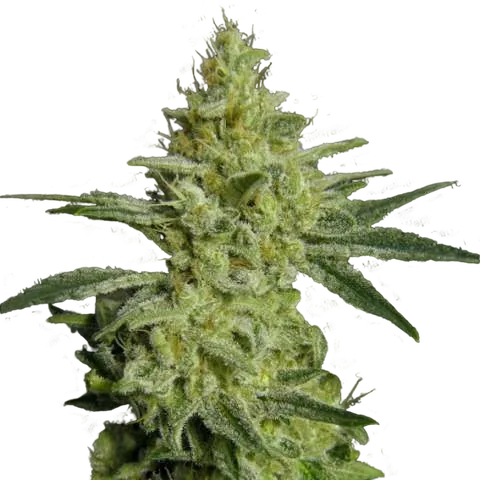 Allkush | PHOTOFEM | Paradise Seeds