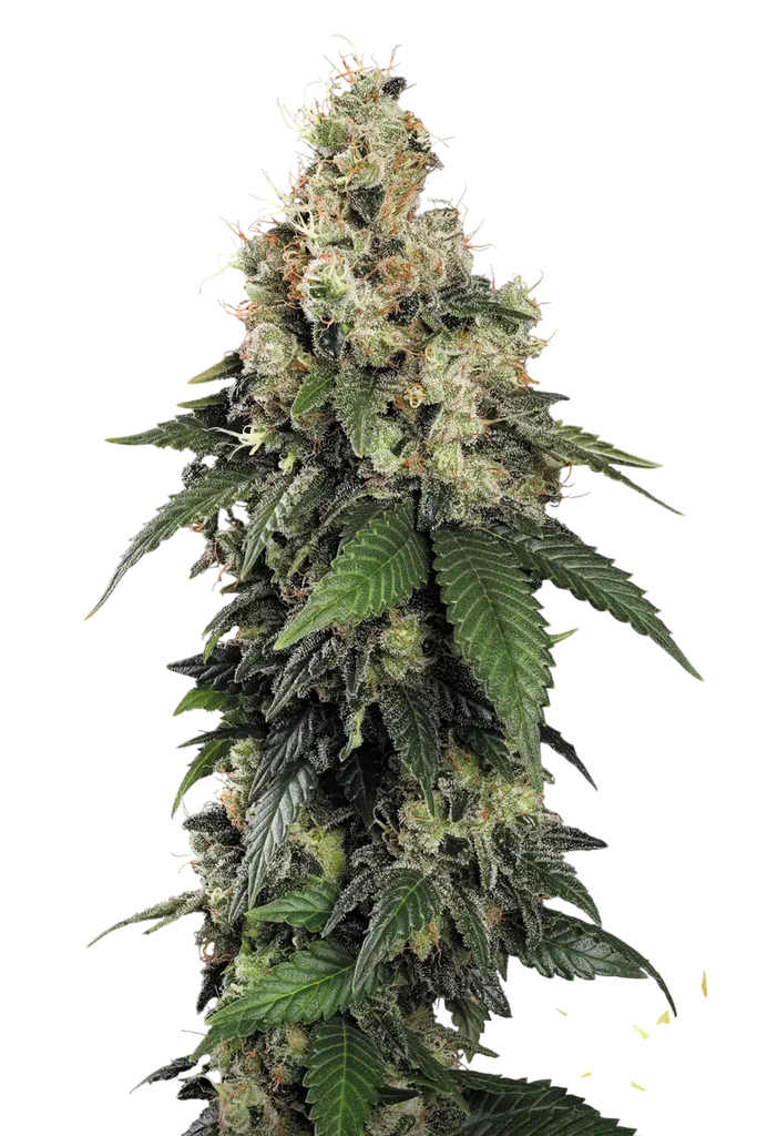 Allkush – Produktansicht