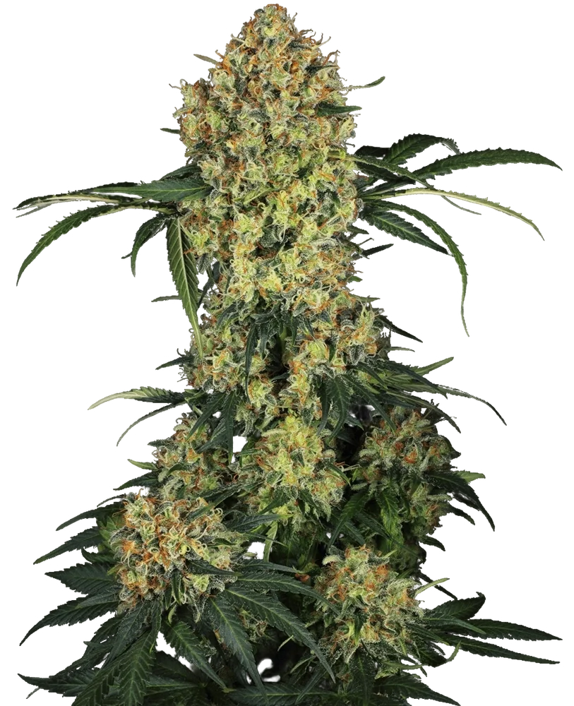 Aloha OG | PHOTOFEM | Sensi Seeds