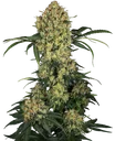 Aloha OG | PHOTOFEM | Sensi Seeds