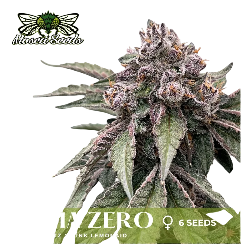 Alpha Zero – Produktansicht