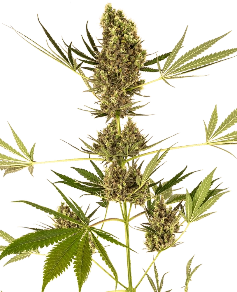 Alpine Delight CBD 30:1 Auto – Produktansicht