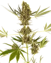 Alpine Delight CBD 30:1 Auto | AUTOFEM | Sensi Seeds