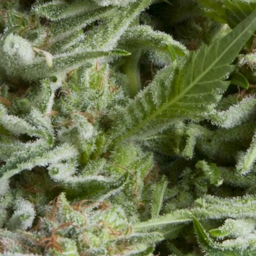 Alpujarrena Auto | AUTOFEM | Pyramid Seeds