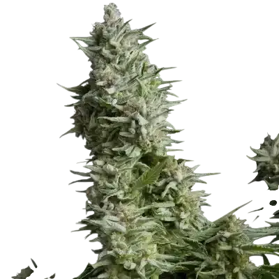 Alpujarrena | PHOTOFEM | Pyramid Seeds