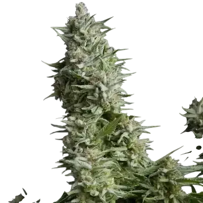 Alpujarrena – Produktansicht