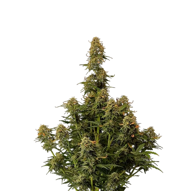 Amaretto Tarmac Auto – Produktansicht