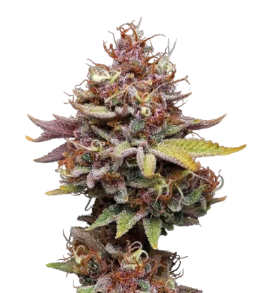 Amaretto Tarmac