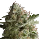 American Pie | PHOTOFEM | Pyramid Seeds