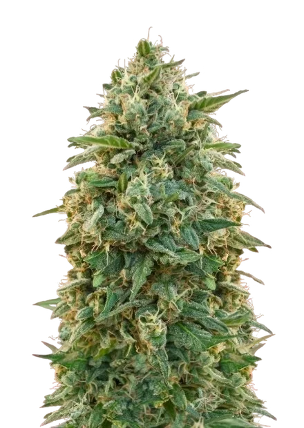 Amnesia – Produktansicht