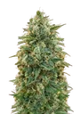 Amnesia | PHOTOFEM | Advanced Seeds