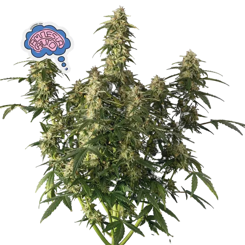 Amnesia Auto – Produktansicht
