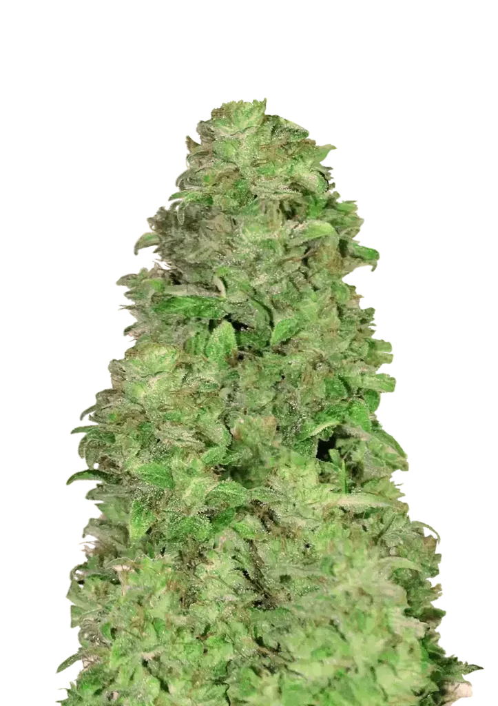 CBD 20:1 Auto – Produktansicht