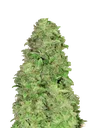 CBD 20:1 Auto | AUTOFEM | Fast Buds