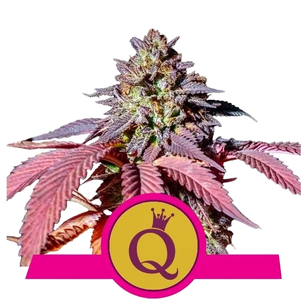 Purple Queen – Produktansicht