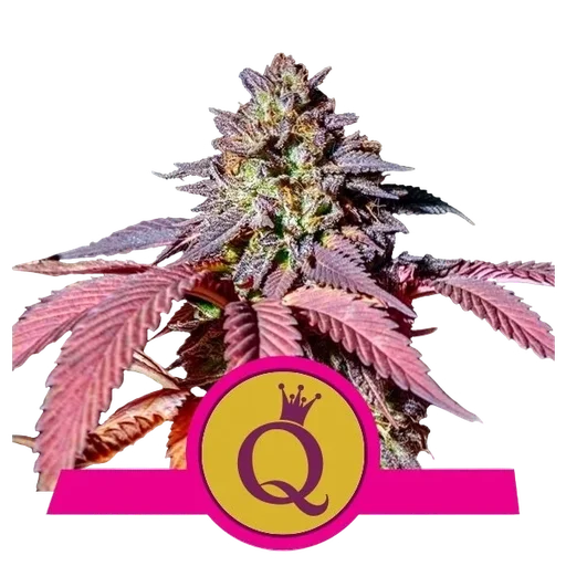 Purple Queen