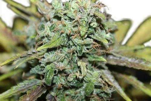 Amnesia Auto – Produktansicht