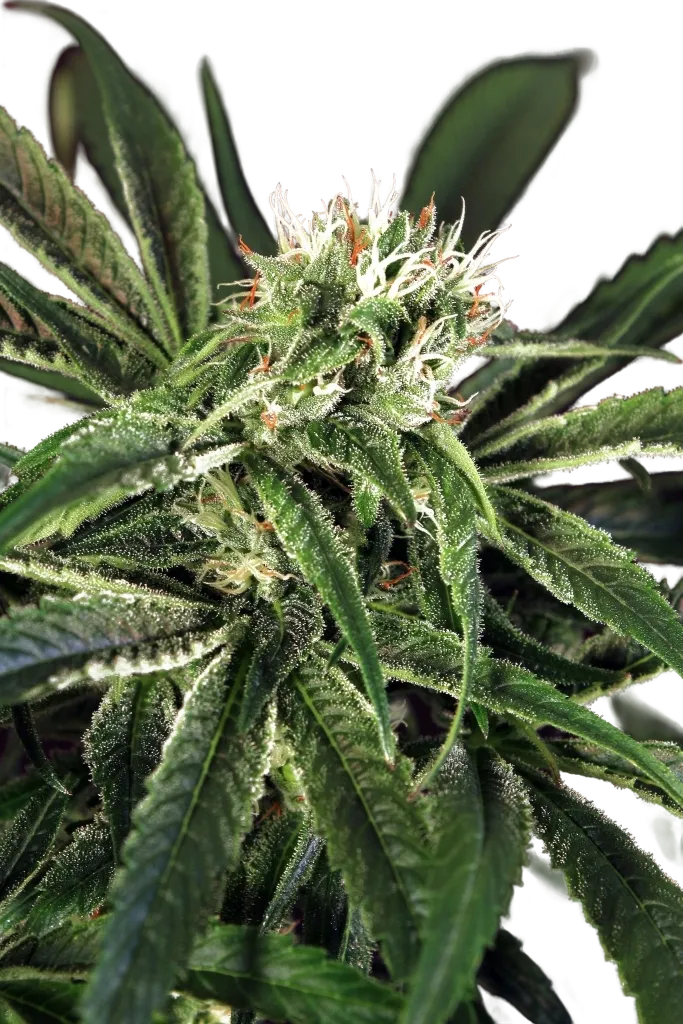 Amnesia #7 | PHOTOFEM | Exotic Seed