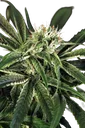 Amnesia #7 | PHOTOFEM | Exotic Seed